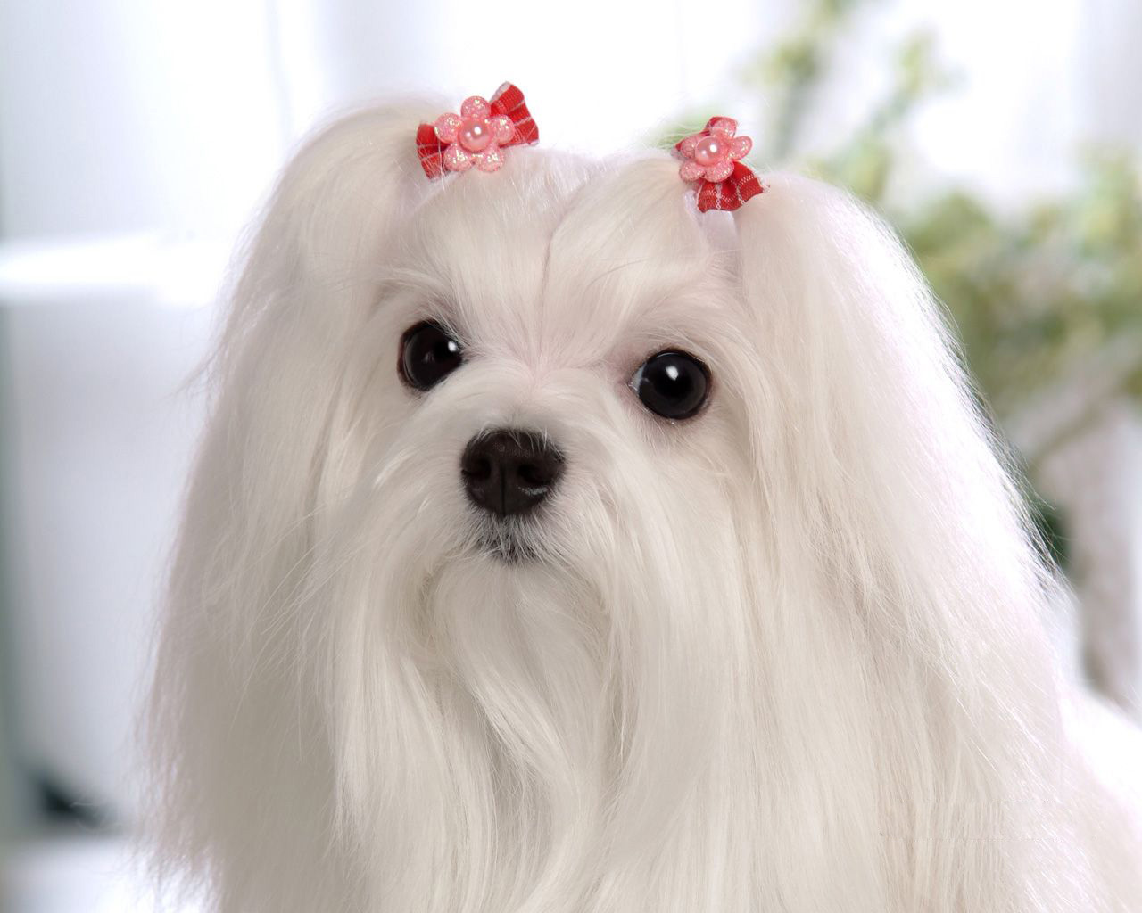 首页 红 影 犬 第 0 张 图片 来源 分享 红 影 犬 预览 ...
