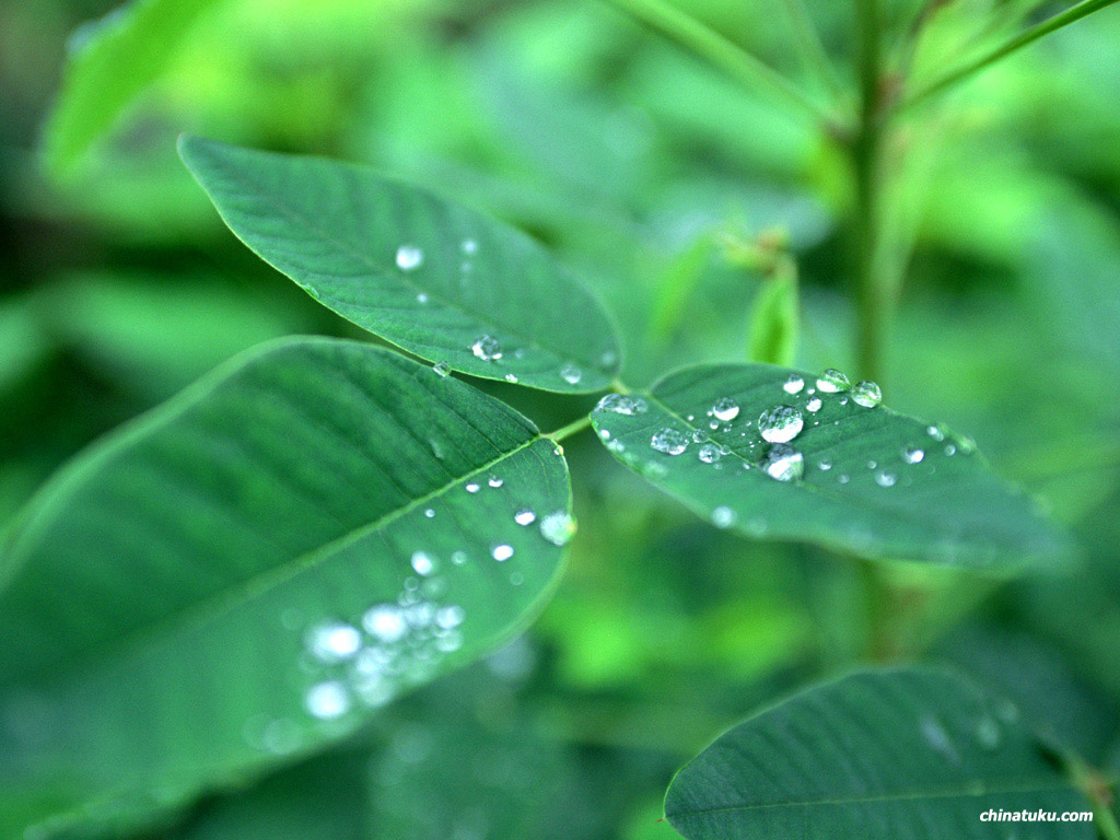 春绿浓浓 春绿浓浓 风景壁纸