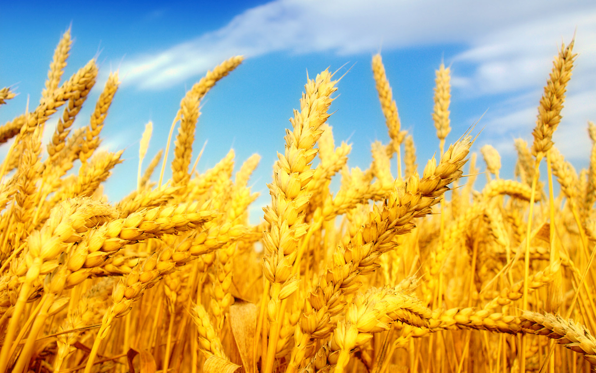 排名第一的小麦品种(十大高产小麦品牌排名)-风水人
